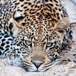 Топ 10 самых опасных животных