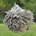 Топ 5 Самых дорогих собак в мире