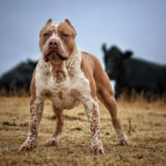 5 пород собак с самыми сильными челюстями